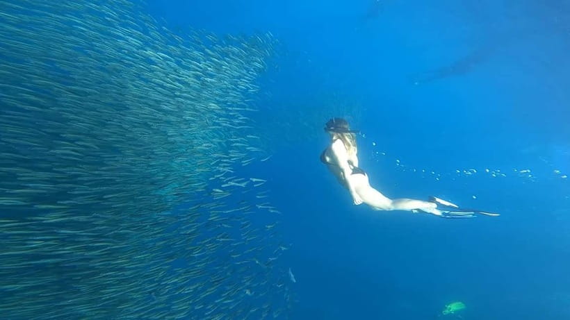 Cebu: Whale Sharks, Kawasan Falls, & Sardines Run Snorkeling - Why this route works, and why it takes so long