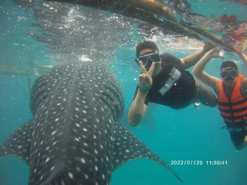 Cebu: Whale Sharks, Kawasan Falls, & Sardines Run Snorkeling - Lunch in Badian is practical, not a long meal