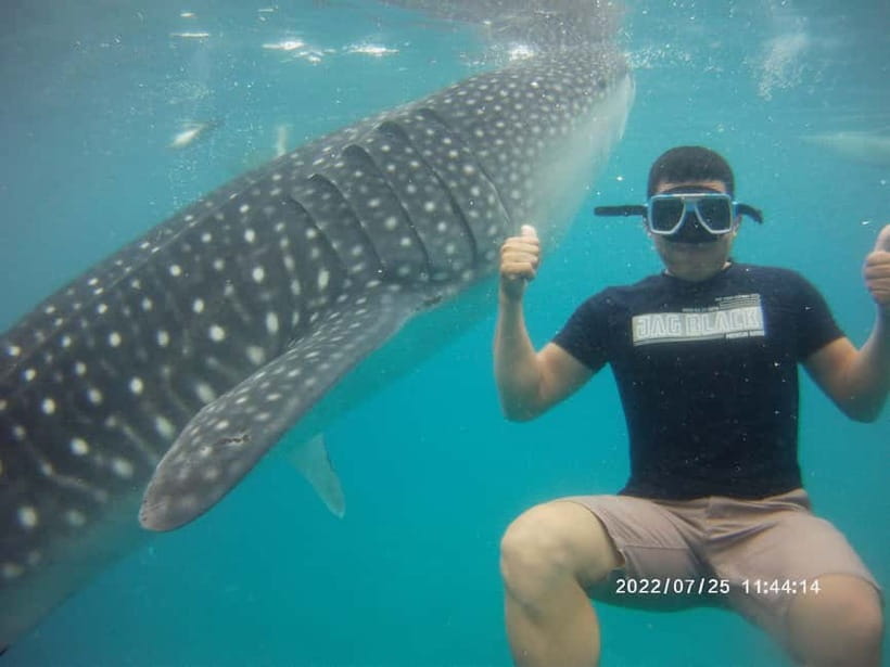 Cebu: Whale Sharks, Kawasan Falls, & Sardines Run Snorkeling - Who should book this Cebu combination?