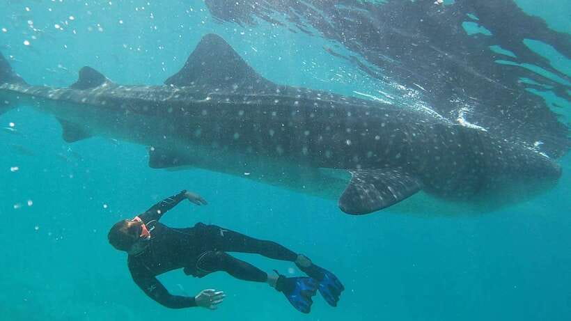 Cebu: WhaleShark , Tumalog Falls, & Sardine Run Snorkeling - The Oslob whale shark morning