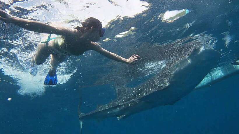 Cebu: WhaleShark , Tumalog Falls, & Sardine Run Snorkeling - How the transport arrangement affects the day