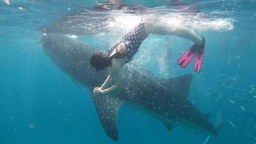 Cebu: WhaleShark , Tumalog Falls, & Sardine Run Snorkeling - The guides and service level