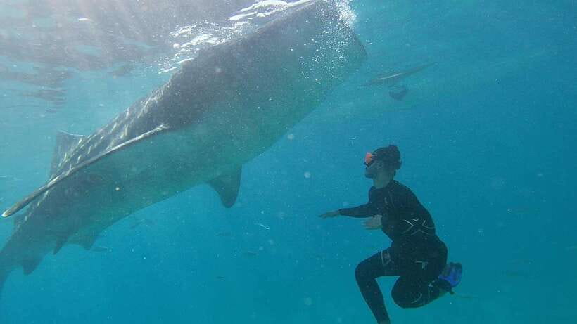 Cebu: WhaleShark , Tumalog Falls, & Sardine Run Snorkeling - Who will enjoy this day most