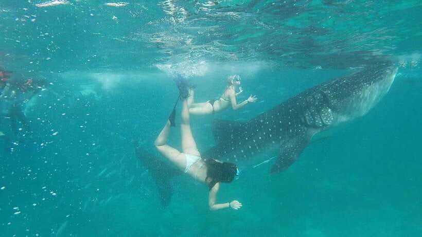Cebu: WhaleShark , Tumalog Falls, & Sardine Run Snorkeling - Breakfast after the first water stop
