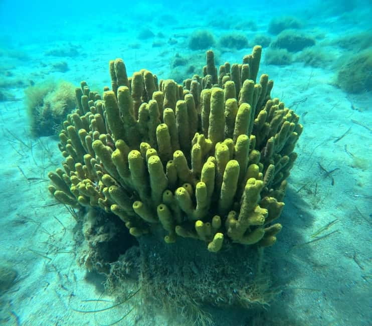 Chalkidiki: Snorkeling Adventure in Sithonia - What $64 buys you in Sithonia