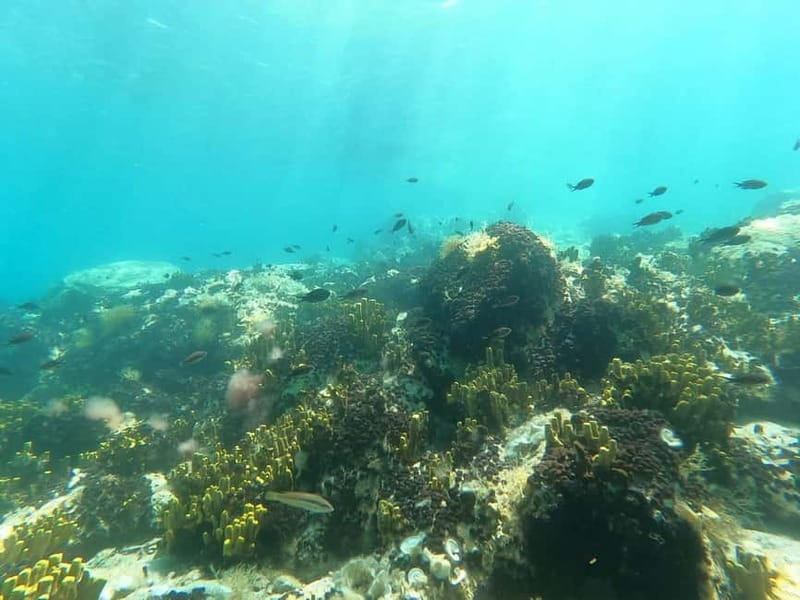 Chalkidiki: Snorkeling Adventure in Sithonia - Pickup across the Sithonia coast