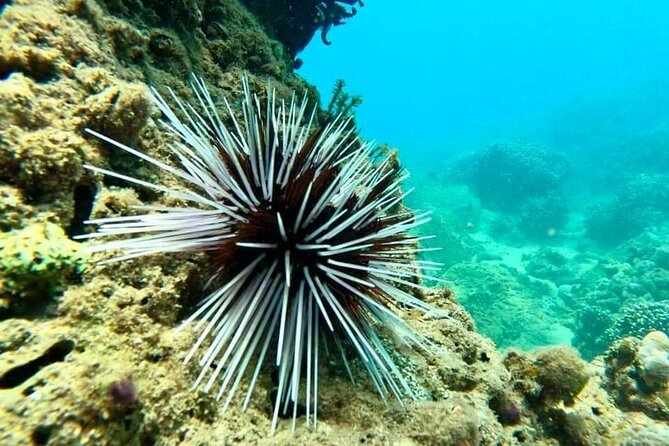 Cham Island Snorkeling Daily Group Tour, Sunbathing, nice beaches - A family-style Vietnamese seafood lunch