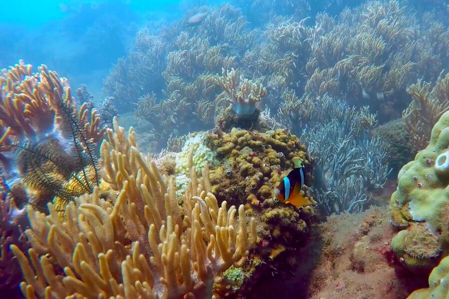 Cham Island: Snorkeling Tour - Booking flexibility and group choice