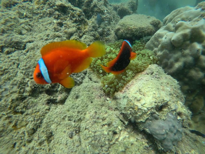 Cham Island: Underwater Walking & Snorkeling Tour - Seafood lunch at Bai Chong Beach
