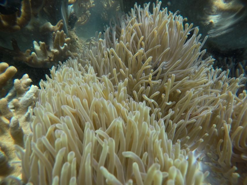 Cham Island: Underwater Walking & Snorkeling Tour - Photos, videos, and what to carry