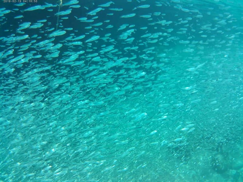 Chania: Scuba Diving and Snorkeling for Beginners by Boat - A snack break that gives you breathing room