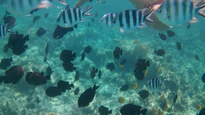Chania: Scuba Diving and Snorkeling for Beginners by Boat - Macherida Beach for the main scuba session