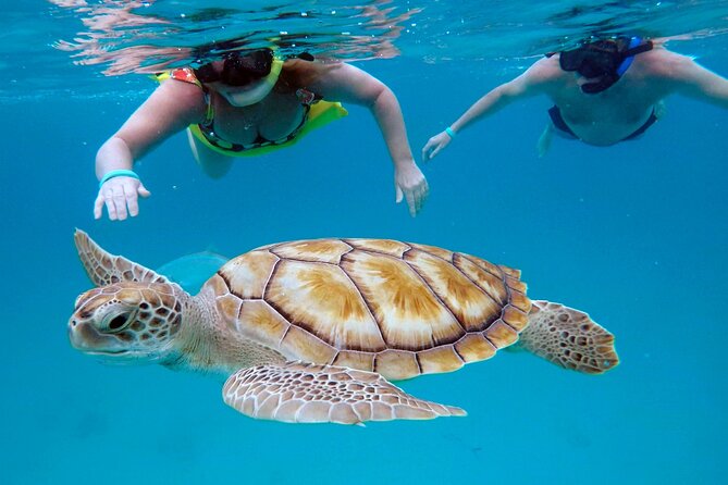 Che’s snorkel cruise! turtles & shipwrecks (semi private) - Key points at a glance
