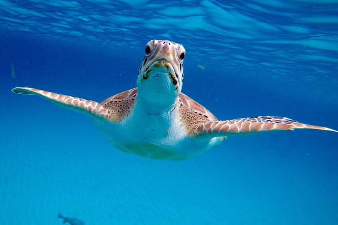 Che’s snorkel cruise! turtles & shipwrecks (semi private) - Why the 8:00 am start matters in Barbados