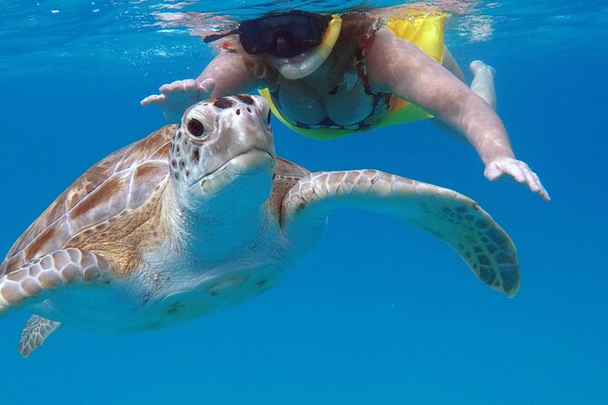 Che’s snorkel cruise! turtles & shipwrecks (semi private) - Photos, snacks, and what is included