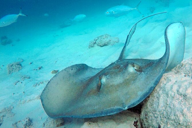 Che’s snorkel cruise! turtles & shipwrecks (semi private) - Who should book this cruise?
