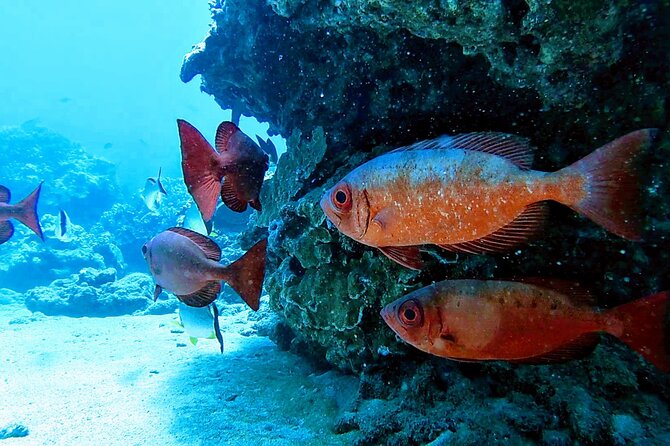 Clear Kayak Tour with Pontoons and Optional Snorkeling-Unlimited - Value at $134 per person