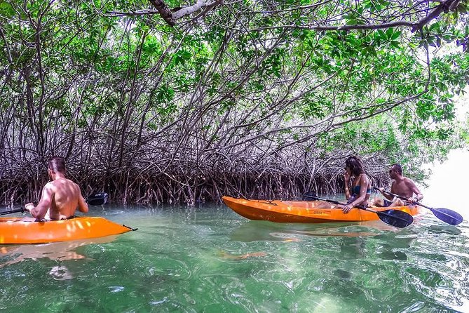 Clearbottom Mangrove Kayak & Snorkel tour - Key points to know before you book