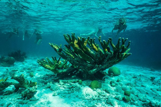 Clearbottom Mangrove Kayak & Snorkel tour - What the snorkeling is really like