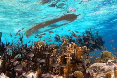 Clearbottom Mangrove Kayak & Snorkel tour