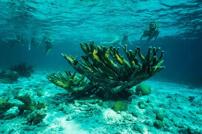 Clearbottom Mangrove Kayak & Snorkel tour - Guides, group size, and the human side of the outing