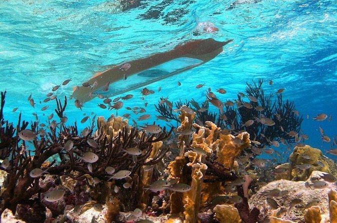 Clearbottom Mangrove Kayak & Snorkel tour - What $59 gets you