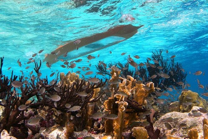Clearbottom Mangrove Kayak & Snorkel tour - Paddling into the mangrove reserve