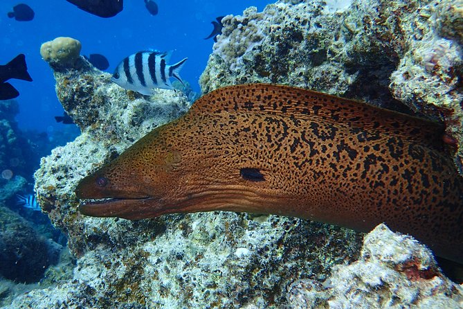 Combo Diving and Snorkeling Full Day Tour - Practical details that shape the day