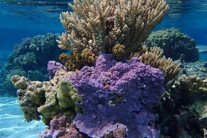 Combo Diving and Snorkeling Half-Day Tour - What makes this Bora Bora water tour different