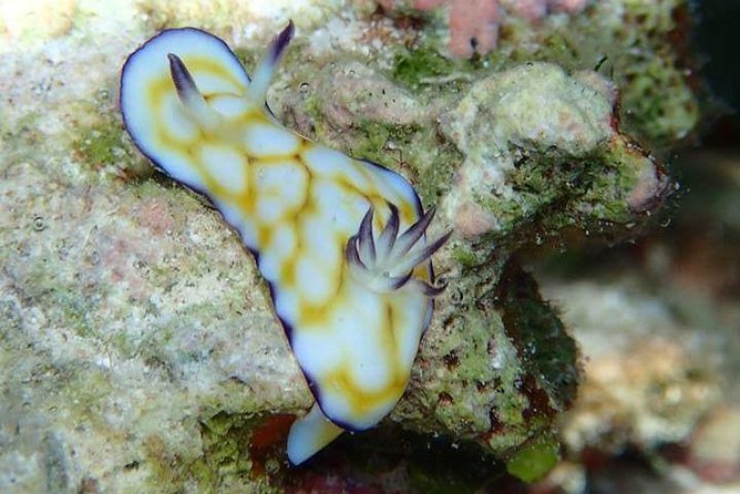 Combo Diving and Snorkeling Half-Day Tour - Why the private format matters