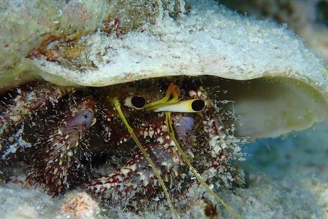 Combo Diving and Snorkeling Half-Day Tour - What beginners should expect