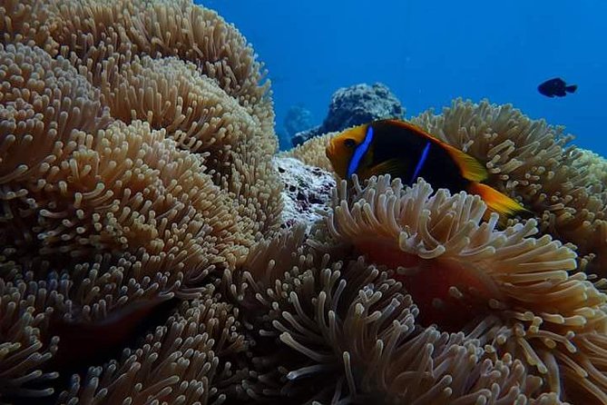 Combo Diving and Snorkeling Half-Day Tour - What is supplied on the boat