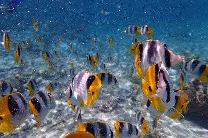 Combo Diving and Snorkeling Half-Day Tour - Weather, cancellation, and timing