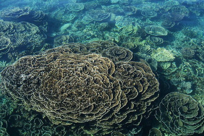 Coral Bay: 2-Hour Coral Viewing and Snorkeling - A short Coral Bay trip with plenty of reef time