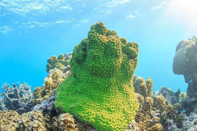 Coral Bay: 2-Hour Coral Viewing and Snorkeling - What the glass-bottom boat adds