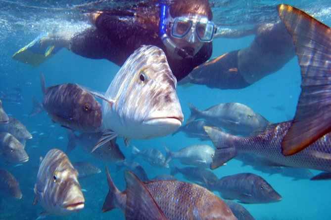 Coral Bay: 2-Hour Coral Viewing and Snorkeling - Meeting at 30 Robinson Street and reaching the Nhanya-Ku