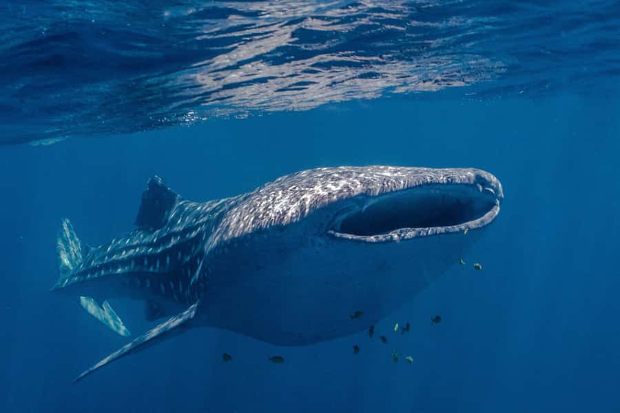 Coral Bay: Ningaloo Reef Swim and Snorkel with Whale Sharks - What makes this whale shark day special