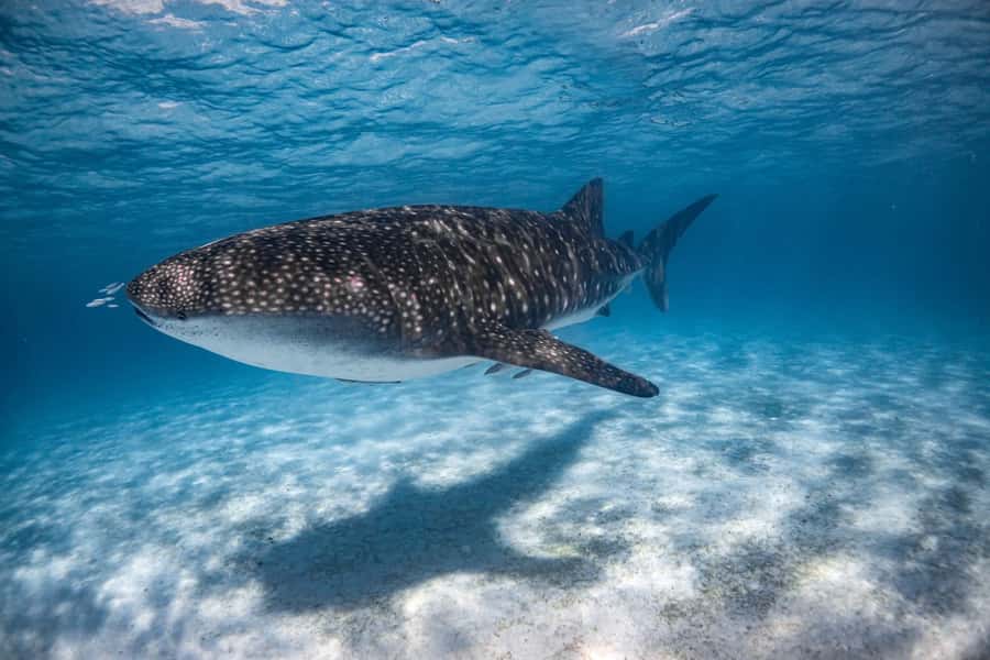 Coral Bay: Ningaloo Reef Swim and Snorkel with Whale Sharks - Is $460 good value?