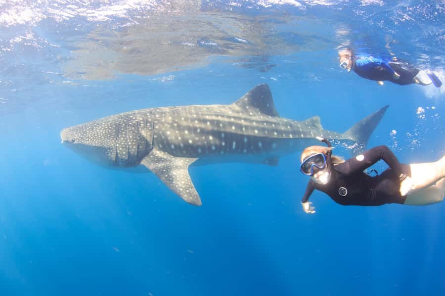 Coral Bay: Ningaloo Reef Swim and Snorkel with Whale Sharks - A full day at Ningaloo Reef, not just a whale shark chase