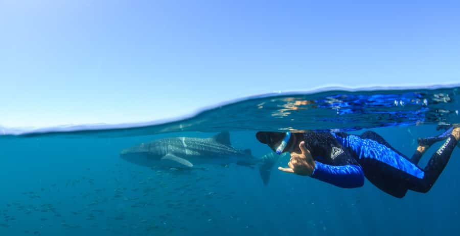 Coral Bay: Ningaloo Reef Swim and Snorkel with Whale Sharks - The outer reef search and the spotter plane