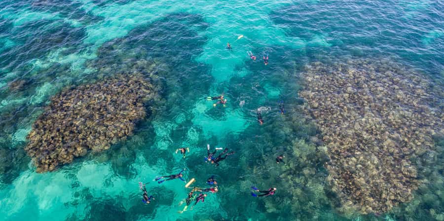 Coral Bay: Ningaloo Reef Swim and Snorkel with Whale Sharks - Swimming with whale sharks in groups of 10