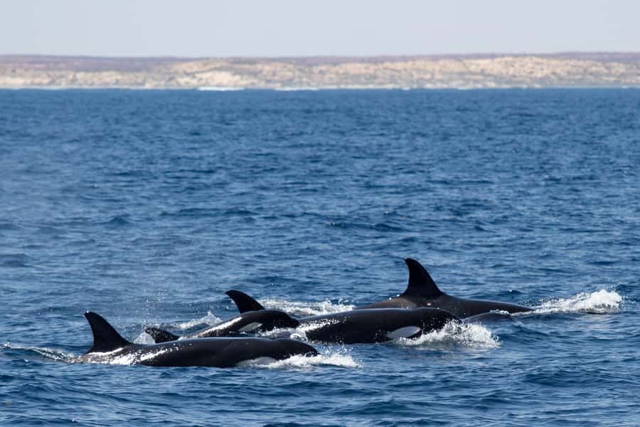 Coral Bay: Ningaloo Reef Swim and Snorkel with Whale Sharks - Wildlife rules that shape the experience