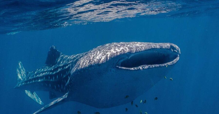 Coral Bay: Ningaloo Reef Swim and Snorkel with Whale Sharks - Food, champagne, and the practical comforts