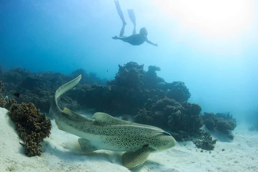 Coral Bay: Ningaloo Reef Swim and Snorkel with Whale Sharks - Complimentary photographs add real value