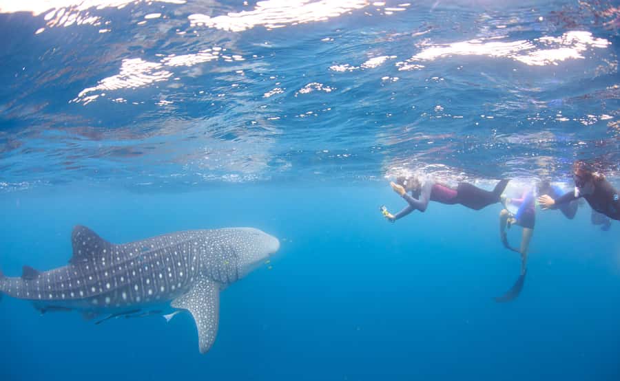 Coral Bay: Ningaloo Reef Swim and Snorkel with Whale Sharks - Your first snorkel in the coral gardens