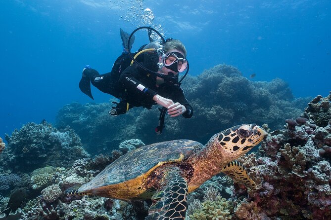 Coral Sea Dreaming Overnight Dive, Snorkel and Sail - Snorkeling time for people who prefer to stay near the surface