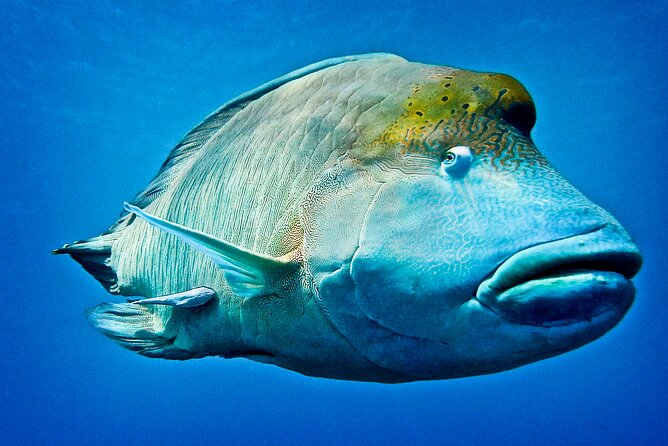 Coral Sea Dreaming Overnight Dive, Snorkel and Sail - Is $472.66 good value for two days?