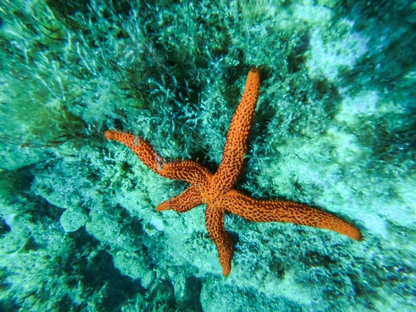 Costa Brava: Sea Caves Kayaking and Snorkeling Tour - Who should book this activity?