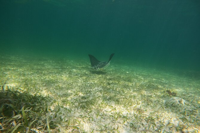 Costa Maya, snorkeling on the reef with fish, looking for turtles - Beach club time before or after the water