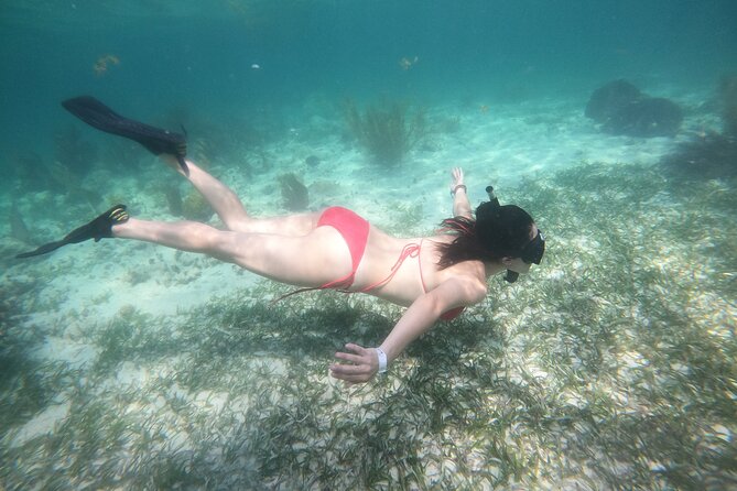 Costa Maya, snorkeling on the reef with fish, looking for turtles - What you see beneath the surface